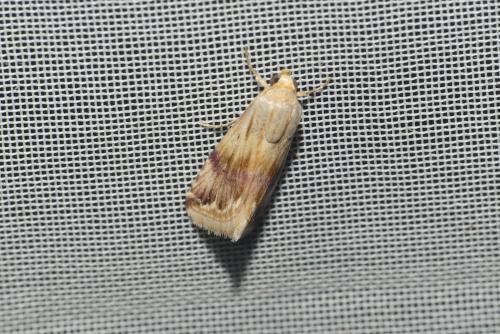 Eublemma ostrina